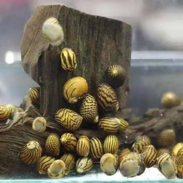 观赏金螺黄金螺角螺印尼蜜蜂黑金刚泰国彩蛋斑马螺