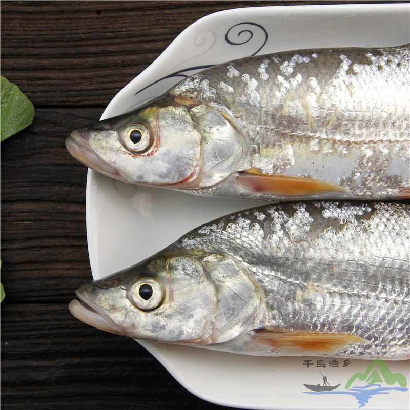 千岛湖野生红尾鱼红尾鲌红珠鱼500g淡水鱼类