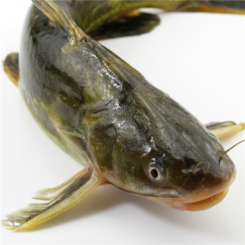 千岛湖野鱼汪刺鱼黄刺鱼昂刺鱼黄颡鱼500克淡水鱼类