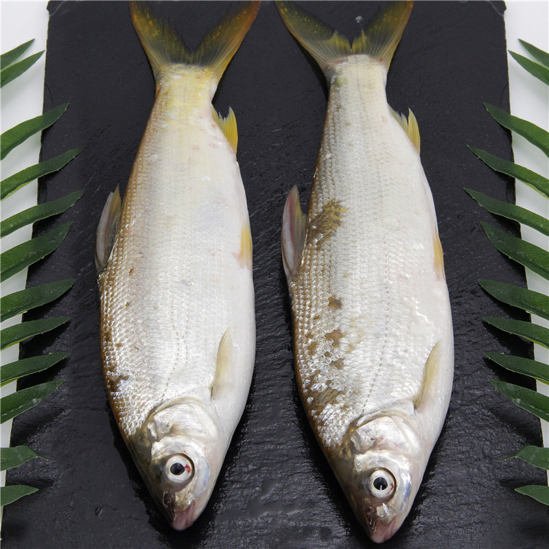 千岛湖新鲜食用黄尾鱼淡水鱼类
