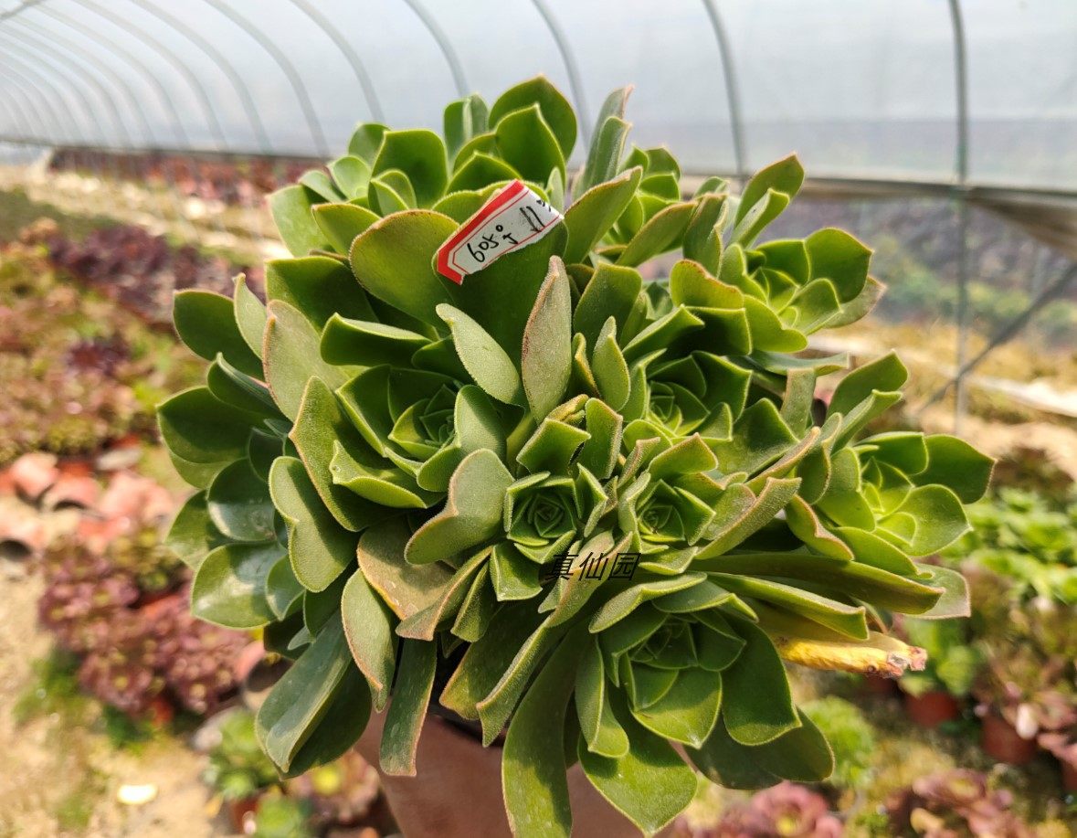 真仙园法师莲花玉龙观音多肉植物一物多肉植物