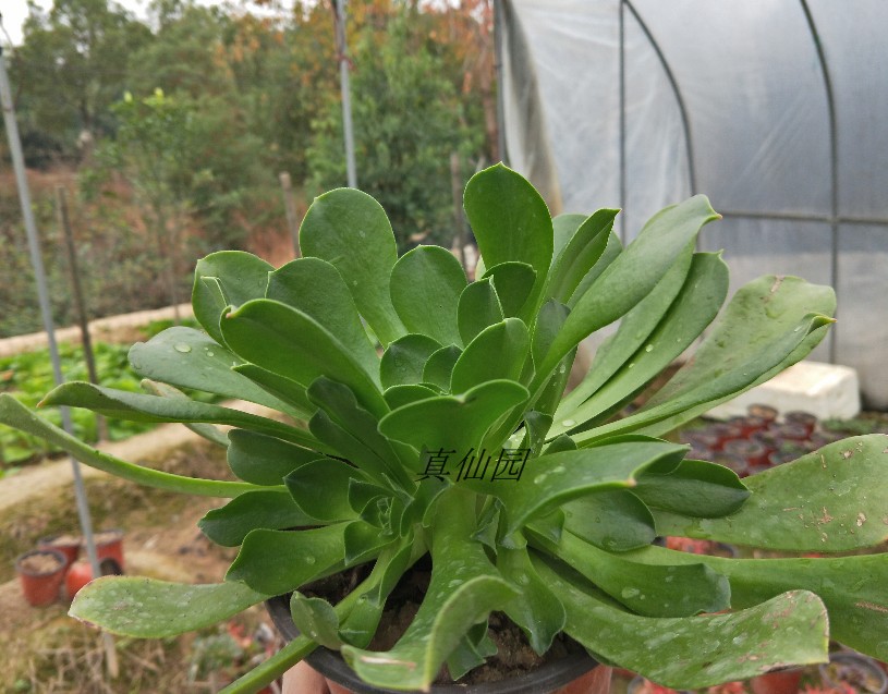真仙园 法师类莲花掌 玉龙观音 多肉植物 一物一拍 绿植 满25包邮