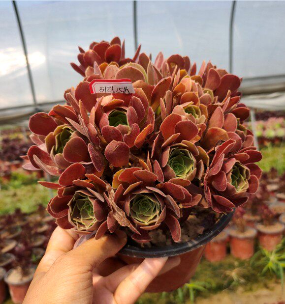 多肉真仙园法师韶羞多头群生老桩植物多肉植物