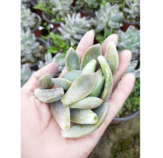真仙园多肉叶片叶子新鲜现摘叶插250片25元包邮多肉植物