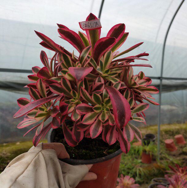 真仙园美杜莎法师多肉植物绿植花卉一物一拍办公室多肉植物
