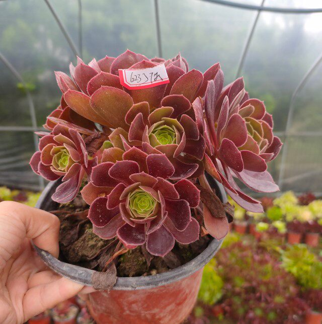 真仙园多肉植物法师荷兰圆叶一物一拍所见多的多肉植物