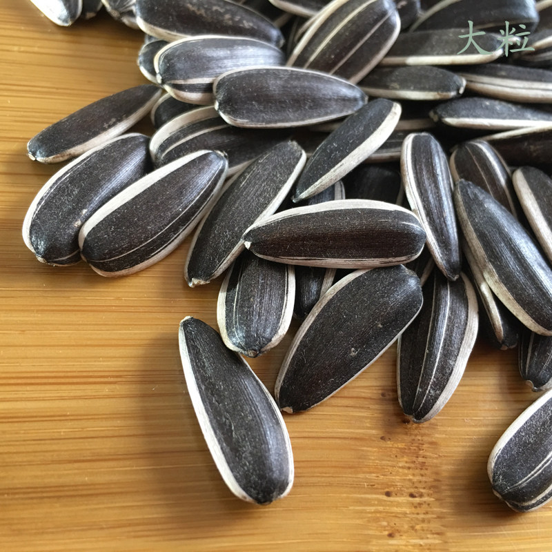 2021新货内蒙古王旗特产葵花籽向日葵大生瓜子孕妇瓜子