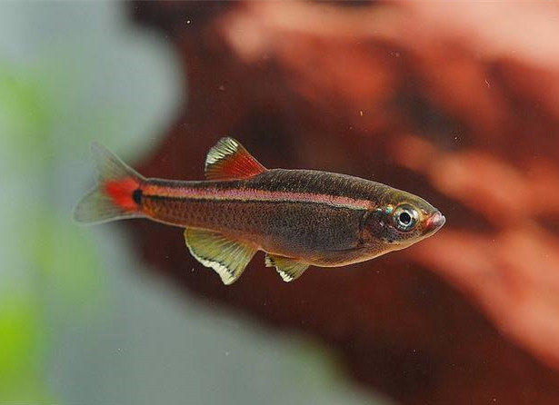 黄金丝冷水鱼中国原生小型观赏鱼活体灯科不用加热鱼