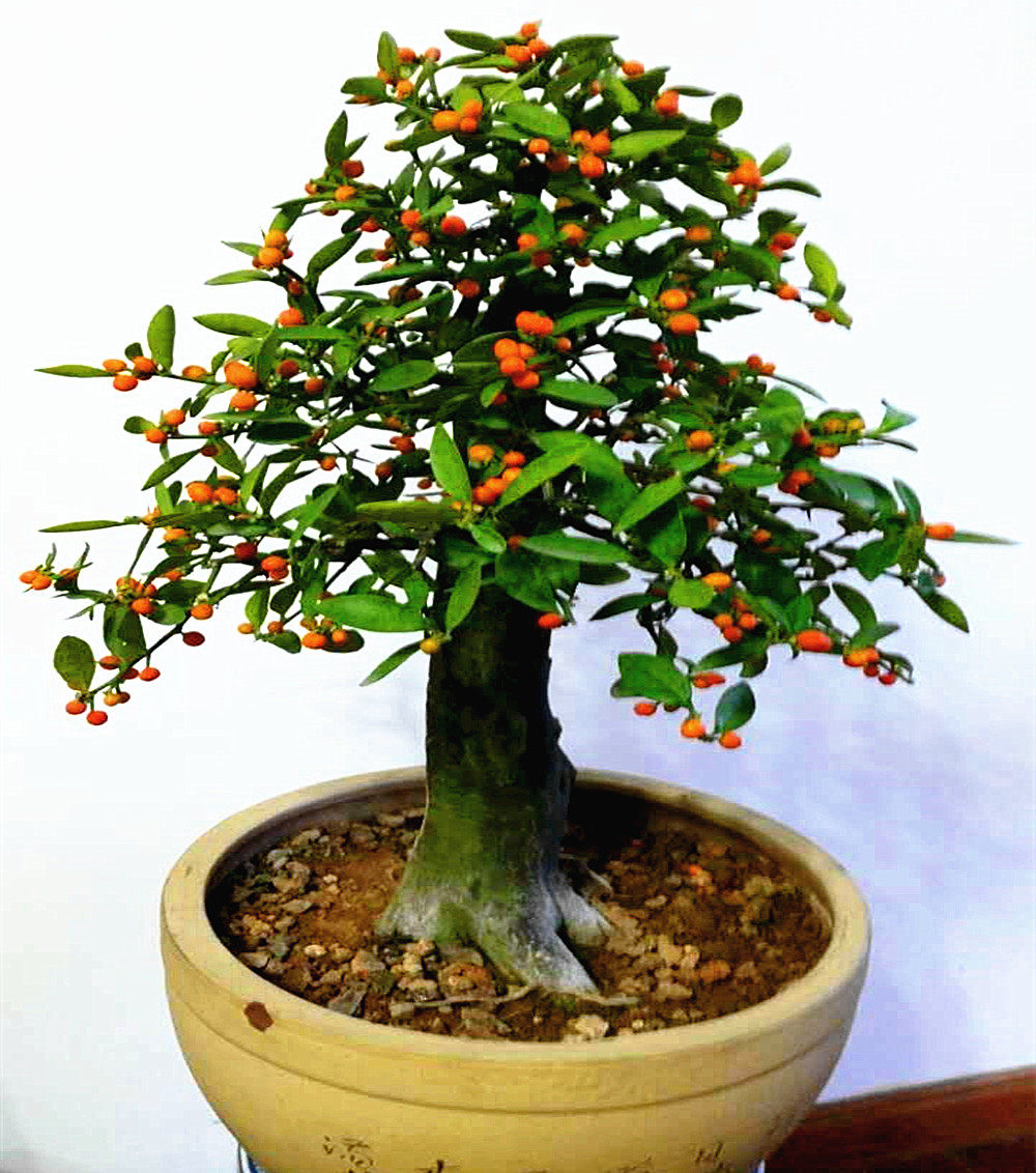 金豆盆景花苗树桩果树地栽庭院四季观赏盆栽绿植