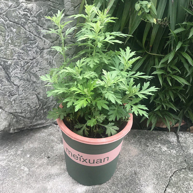 艾草四季成活易成活香草食用常青新鲜艾叶驱蚊绿植