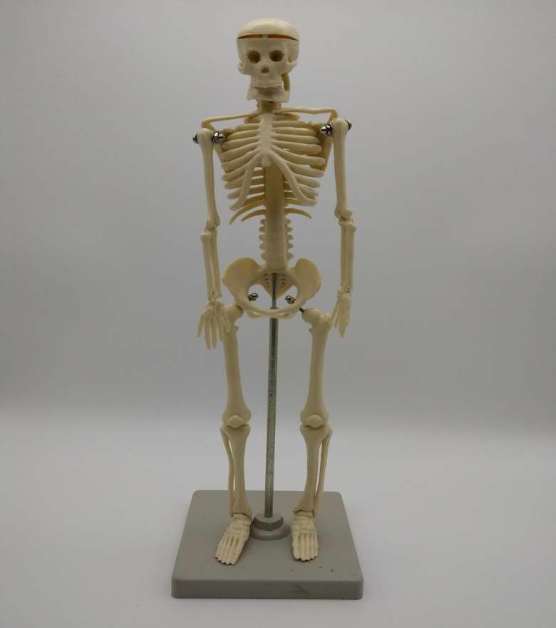 模型39051儿童骨骼生物标本教学仪器正品保证厂家教学仪器