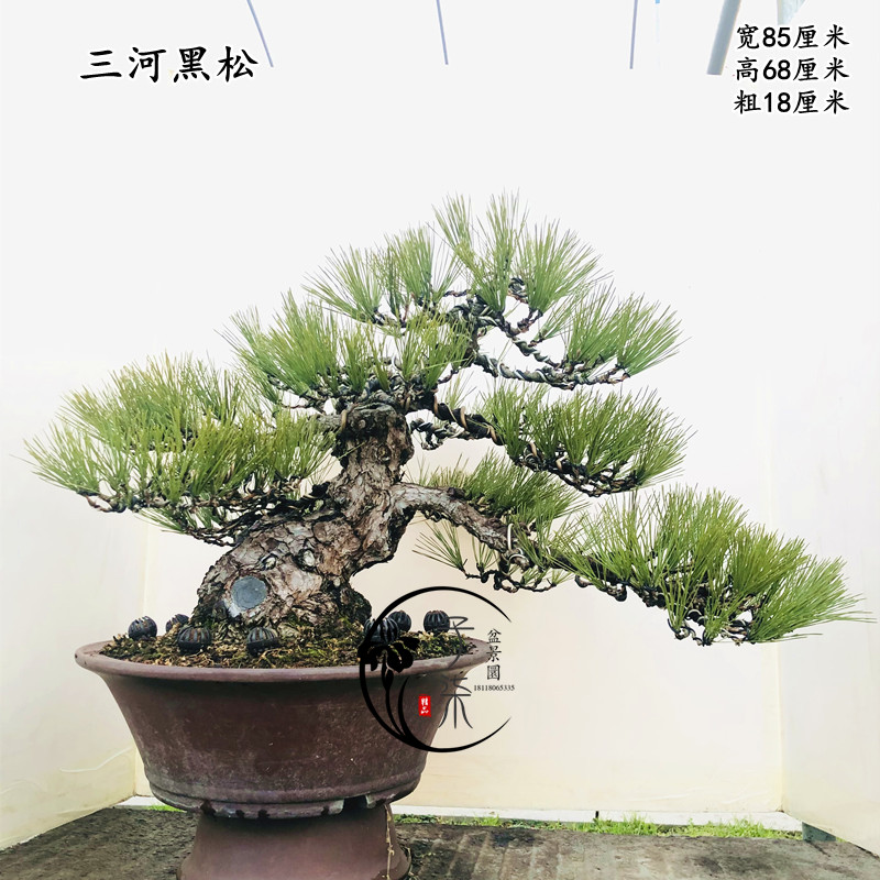 进口三河黑松盆景老桩花卉植物盆栽高档品种大型绿植