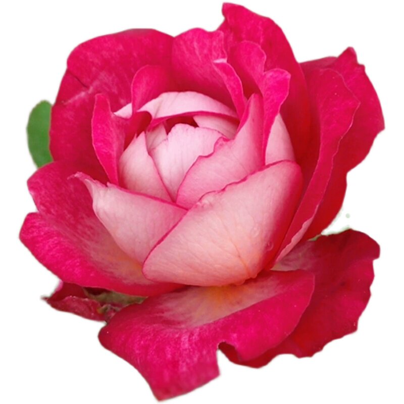 浪漫蕾蕾妮可科德微型月季勤花多头四季开花时令草本花卉