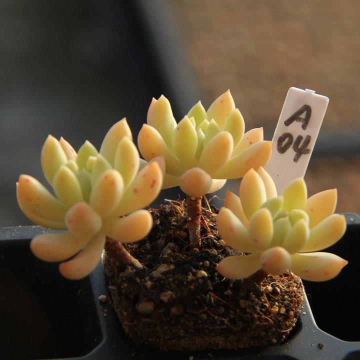 满百包柳叶莲华果冻色带杆子小老桩东北园艺多植物多肉植物