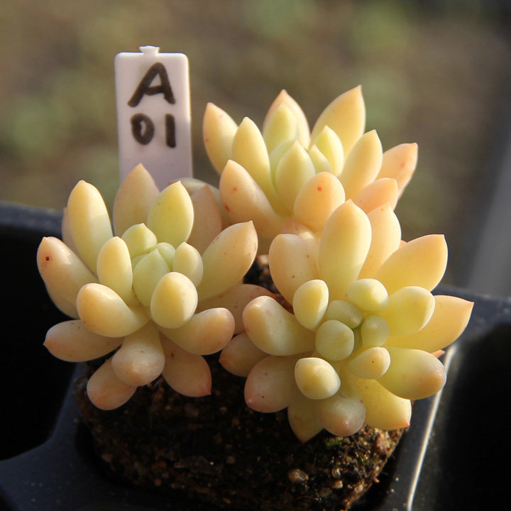 满百包柳叶莲华果冻色带杆子小老桩东北园艺多植物多肉植物