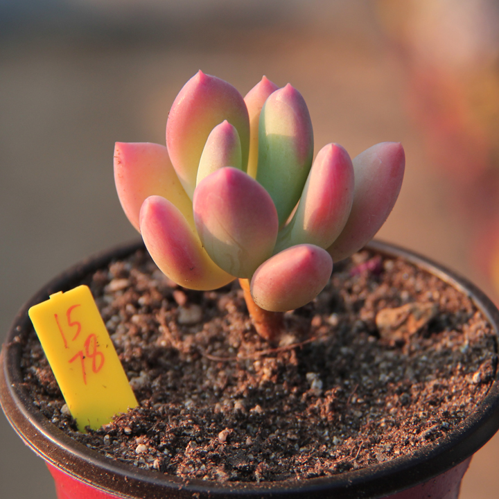 满百包青星美人小老桩东北开挂区大棚控养多肉植物一物多肉植物