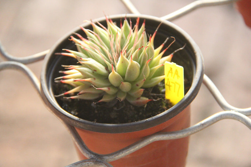 满百包银星景天天科拟石莲花东北园艺多肉植物多肉植物