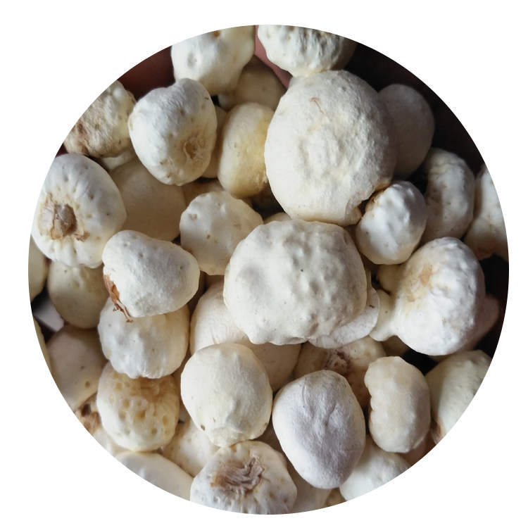 贵州赫章守田三步跳贵州麻芋果麻芋子三叶头草半子地文和滚地珠