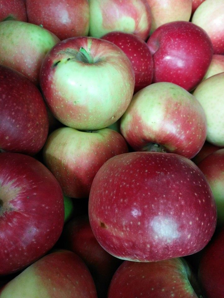 2021年新果盖州老红玉苹果瓦房店红玉苹果酸甜孕妇水果5斤包邮  苹果