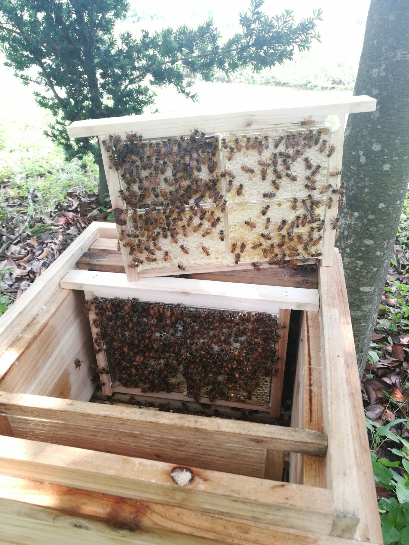 18板高窄巢蜜箱高窄式中蜂杉木蜂箱全套配件继箱圈巢框两件包邮