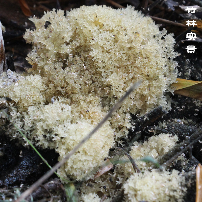 燕窝500g四川特产精选蜀南竹海特级野生新鲜菌菇新鲜松茸