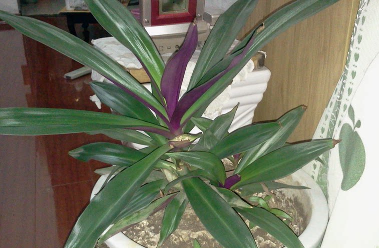 正宗食用紫背万年万年青青紫锦兰蚌花元宝花药效绿植