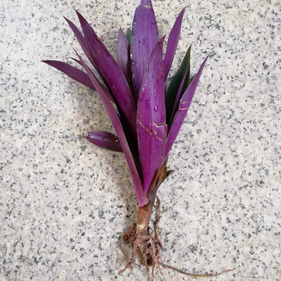 正宗食用紫背万年万年青青紫锦兰蚌花元宝花药效绿植