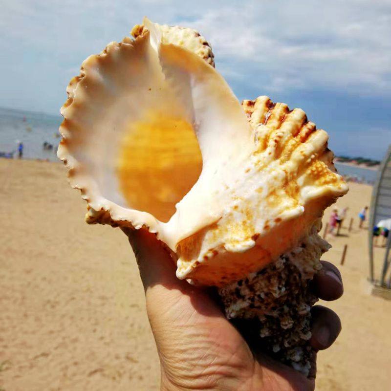 天然海螺贝壳摆件红口石号螺金口蛙螺鱼缸水族箱海螺