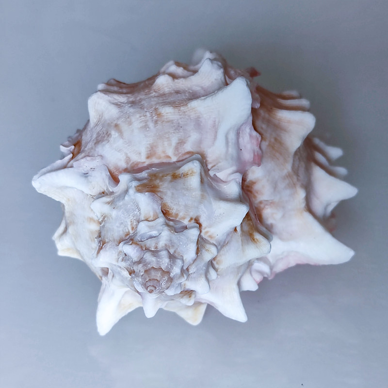 红线骨螺天然大海海螺贝壳工艺品创意家居装饰摆件海螺