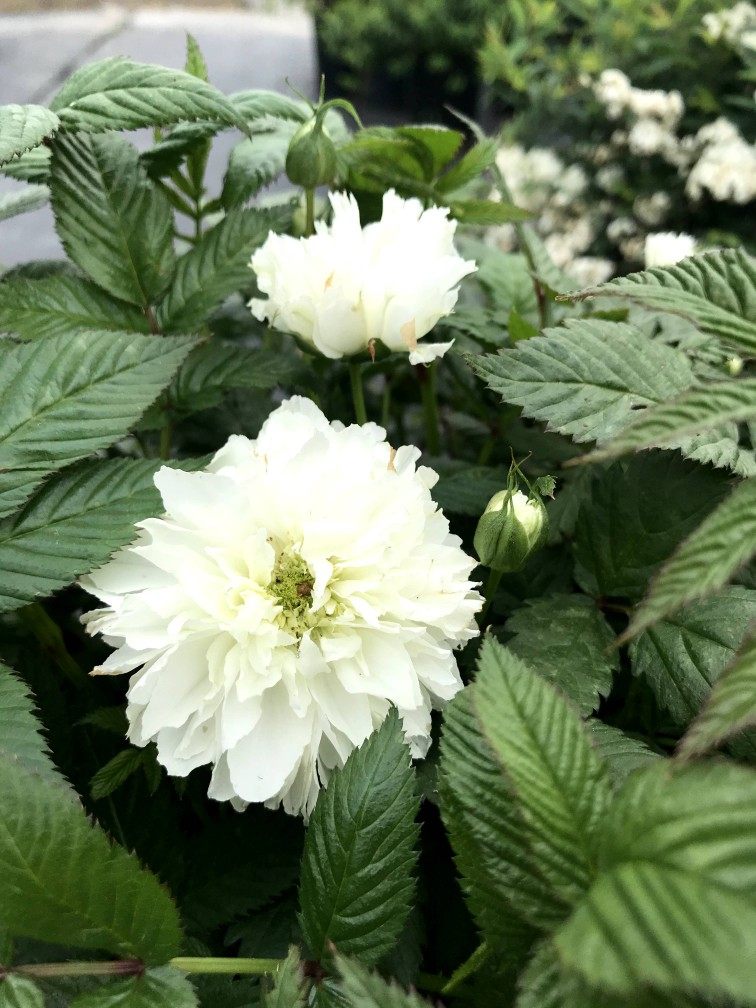 盆栽画城园艺重瓣荼蘼阳台蔷薇花园植物高端时令草本花卉