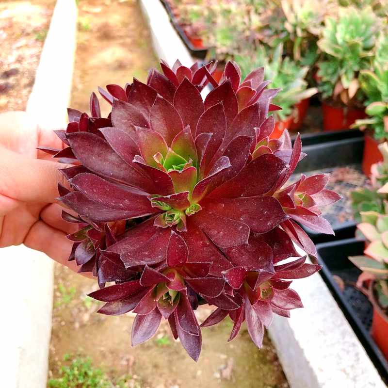 多肉凤凰法师童童48包邮正版群生捧花孔雀多肉植物