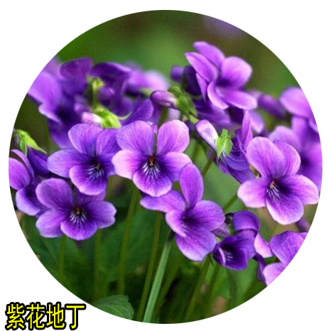 种子紫花地丁庭院花园纯新采地丁籽紫堇地丁花卉家庭