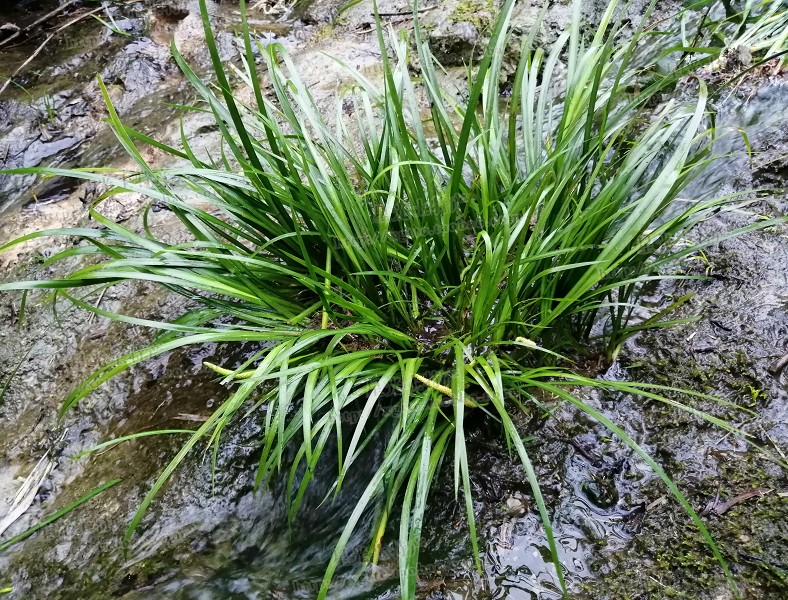 银叶石菖蒲株高图片