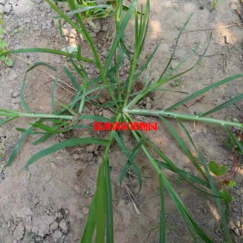 禾科杂草种子马唐牛筋草莎草 糠稷 千金子狼尾草狗尾巴草稗草实验