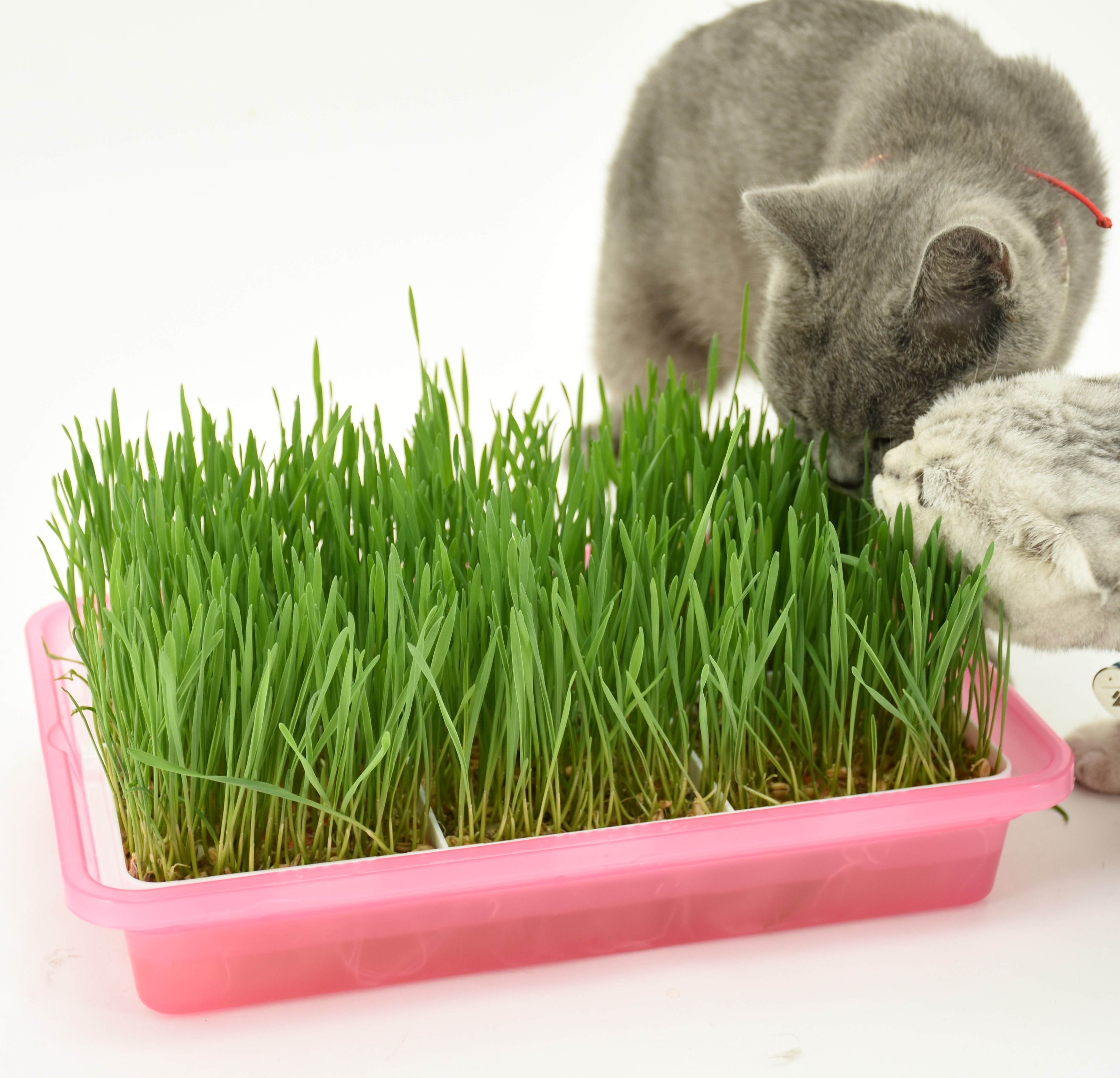 猫草培养无土水培猫咪小麦草diy种植套装零食猫咪特色零食