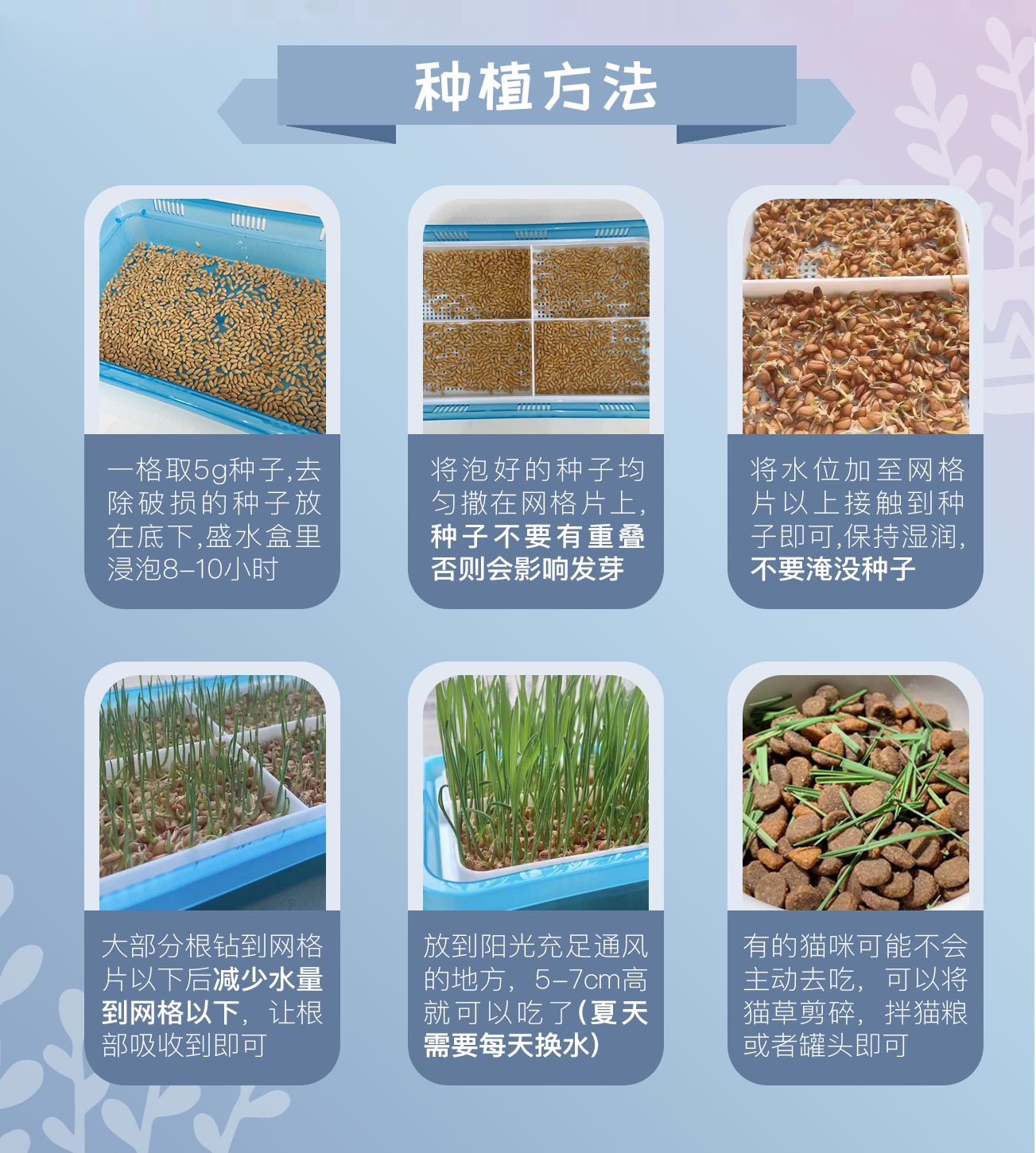 猫草培养无土水培猫咪小麦草diy种植套装零食猫咪特色零食