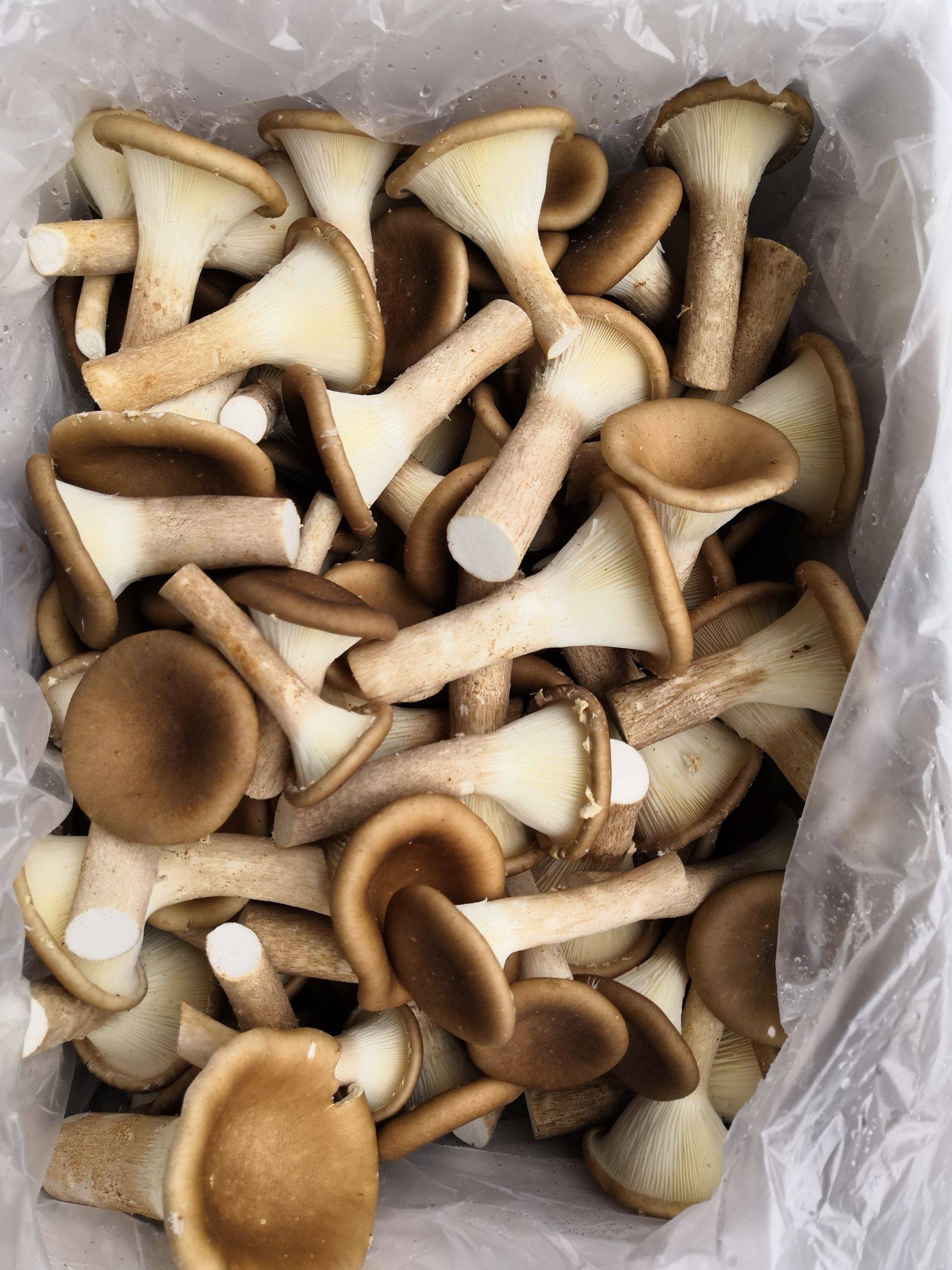 新鲜菌菇猪肚菌大伞菌漏斗菇250g江浙沪6件包邮