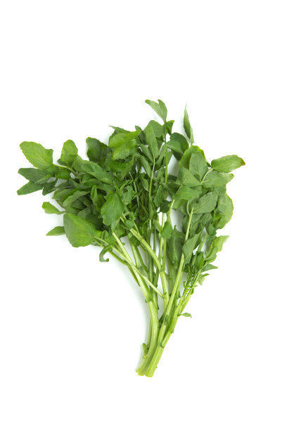 新鲜蔬菜现摘野菜西洋洋菜食用豆瓣水田凉菜叶菜类