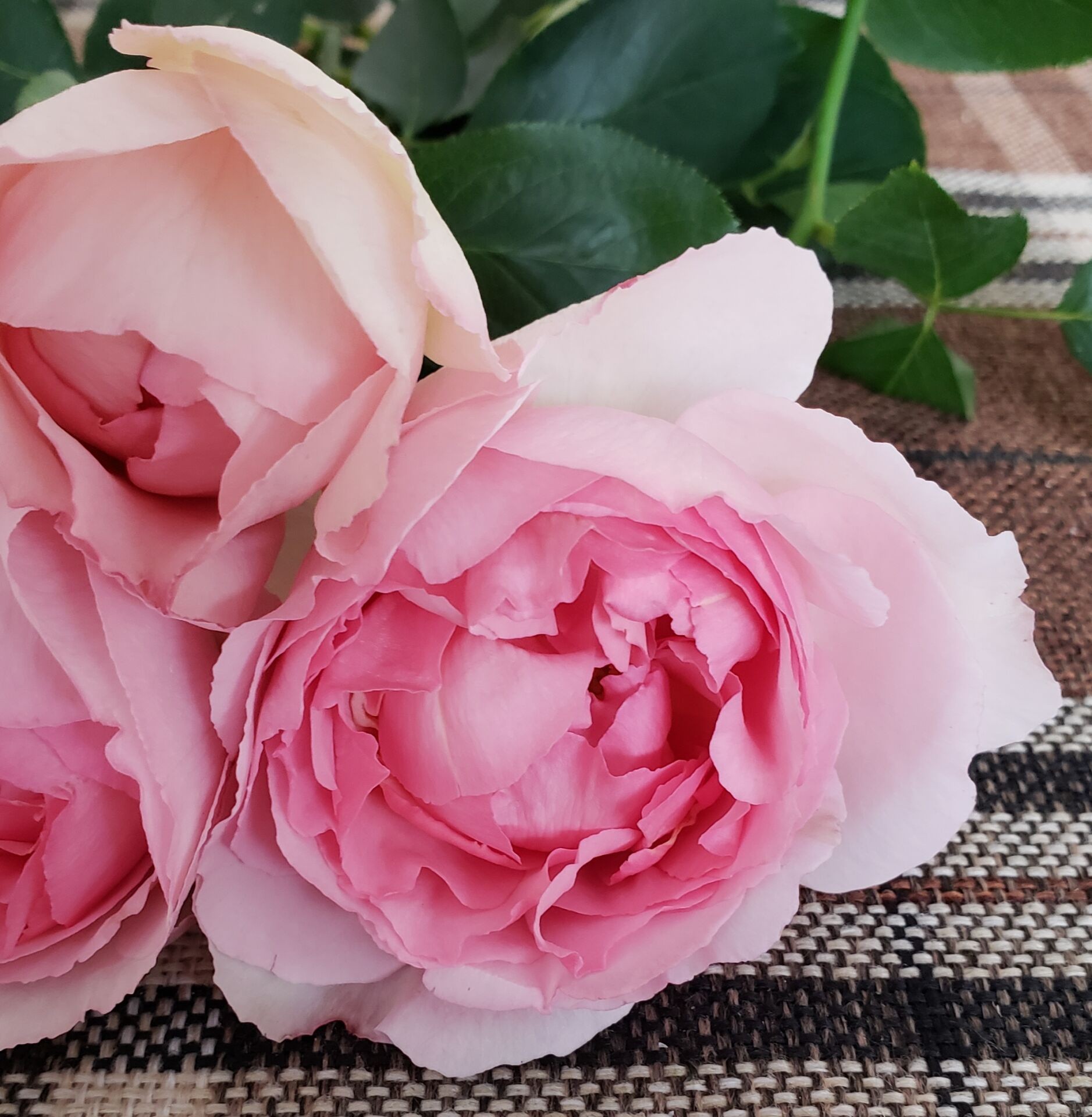 月季月季花花苗伊芙繁华都市四季开花灌木浓香摆件