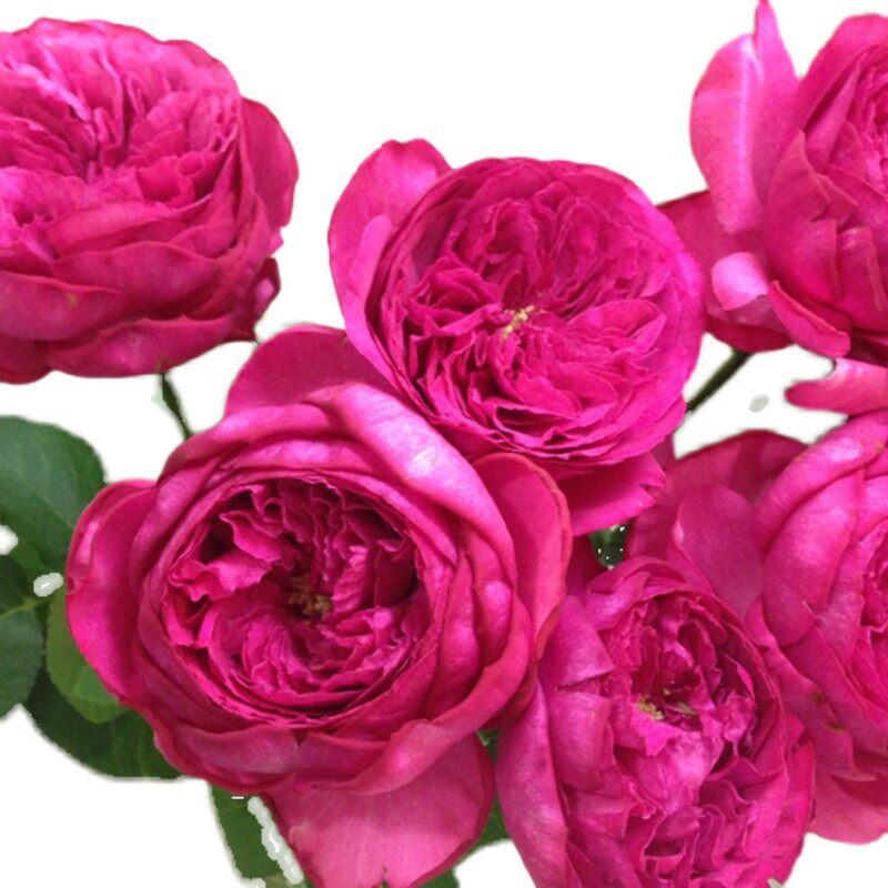 庭院植物伊芙红宝石灌木切花月季月季花花苗花园摆件