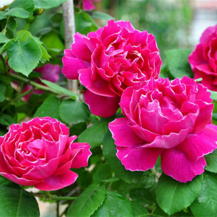 庭院植物紫袍玉带藤本大花月季花花园阳台爬藤月季摆件