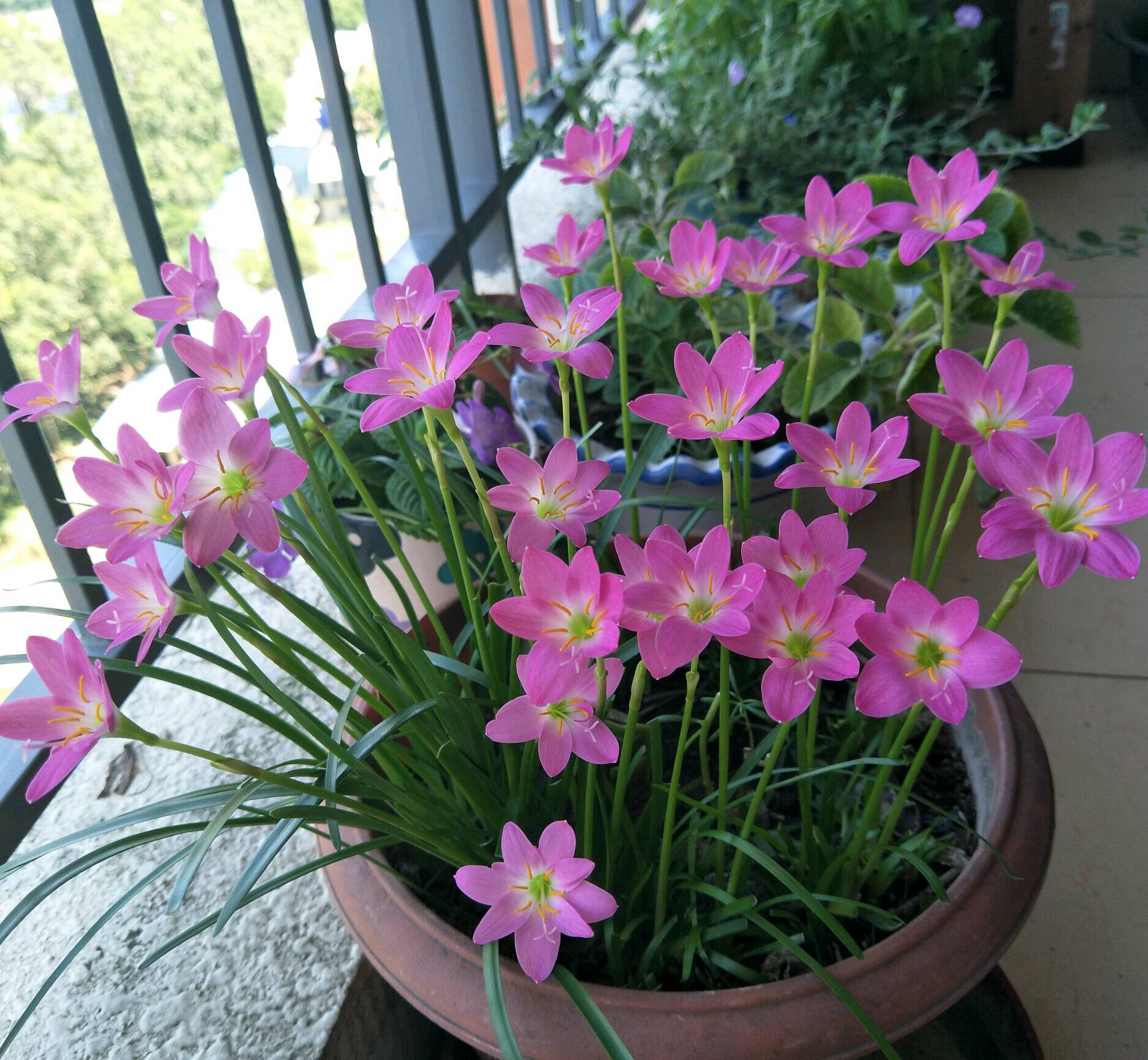 风雨雨兰粉色韭兰种庭院绿植阳台易活盆栽四季种球