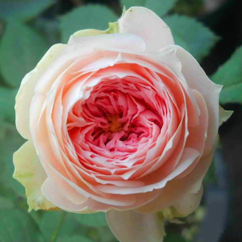 海蒂花园夏日绒球德国直立月季持续阳台庭院月季