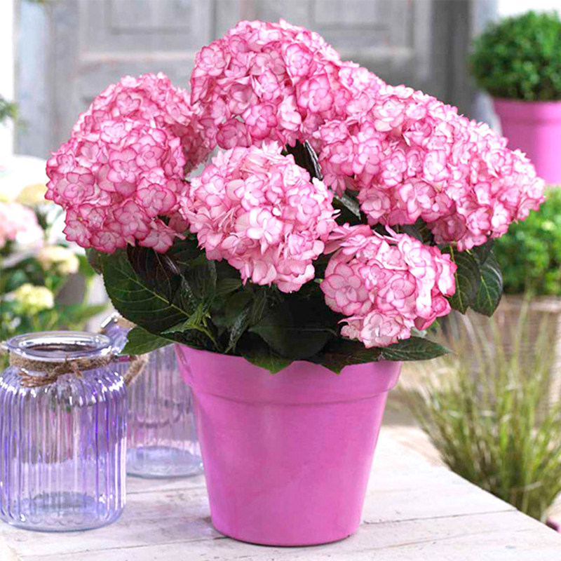 盆栽海蒂花园纱织小姐大花重绣球阳台庭院花卉观叶