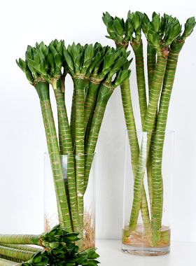 水养带根粗杆龙竹客厅室内水培花卉