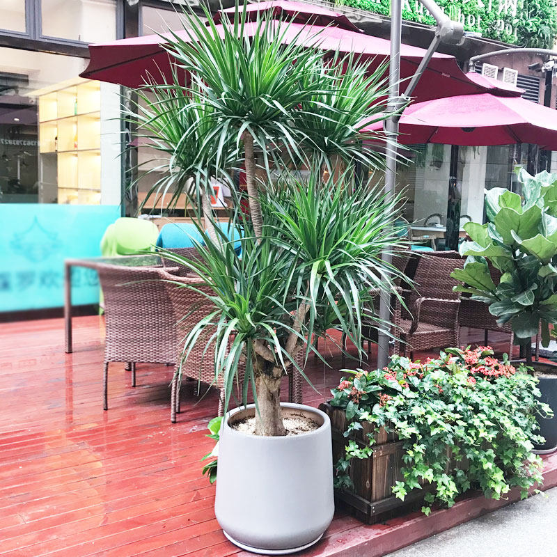 老桩盆栽大盆植物花卉室外店铺铁树龙血龙铁树大型绿植