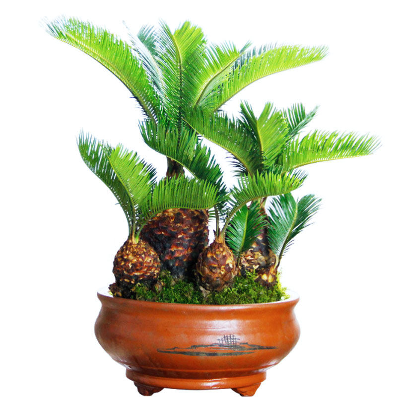 盆栽铁树组合盆景苏铁老板桌面室内办公室客厅大型绿植