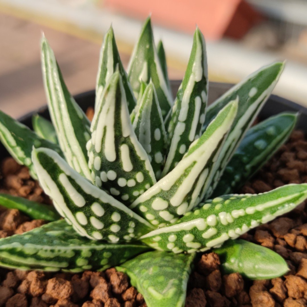 十二卷硬叶天使之泪厘米叶展实物拍照带盘发货包邮多肉植物