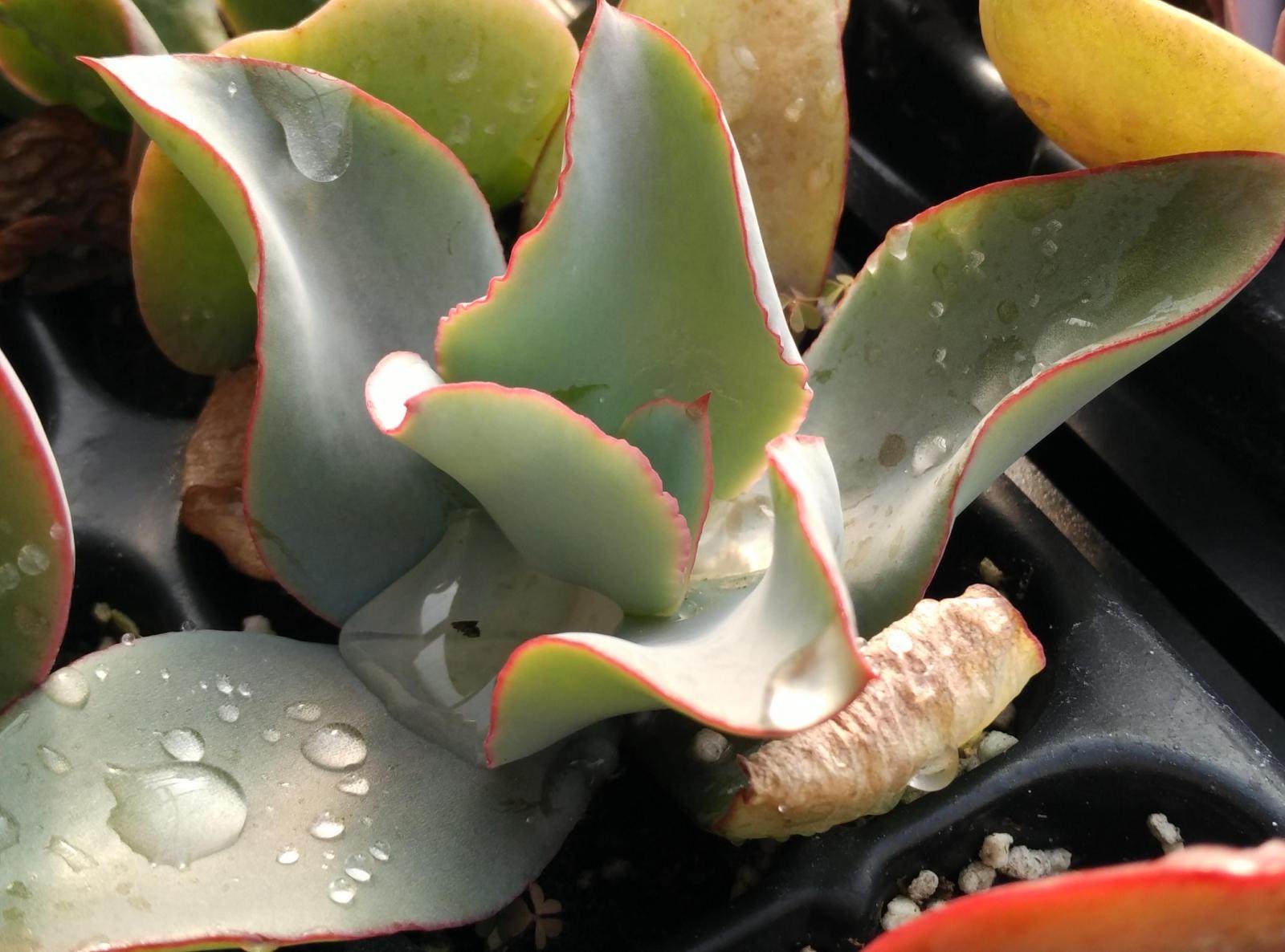 卢浮宫实生苗多植物原装进口kk种子播种多肉植物