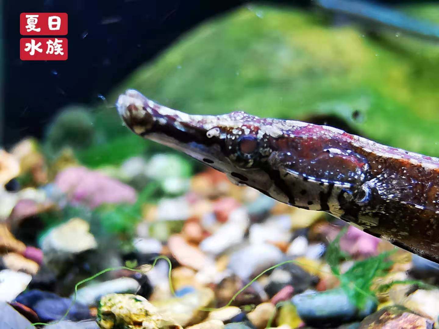 海龙淡水红腹海龙鱼淡化红腹小海热带观赏鱼定水鱼